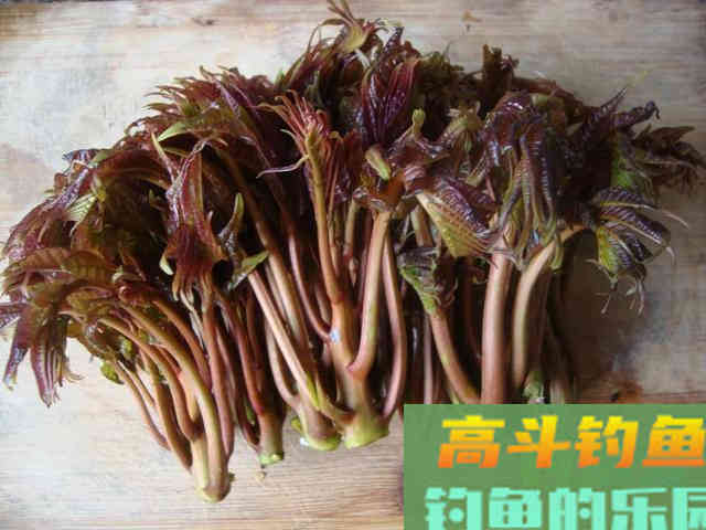 学会这两种自制饵料，专门钓秋天的大草鱼