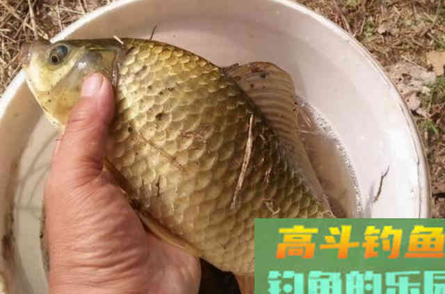 气温低，大板鲫就不吃钩了？那是因为你没用过这饵