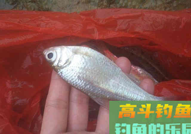 别人钓到鱼，你却钓不到，原因都在这里了