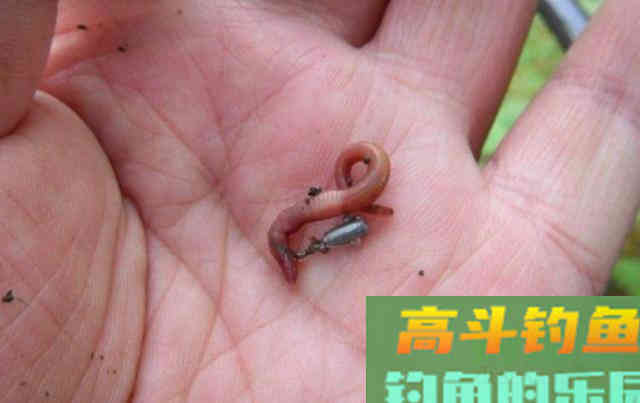 饵料导致跑鱼的原因分析