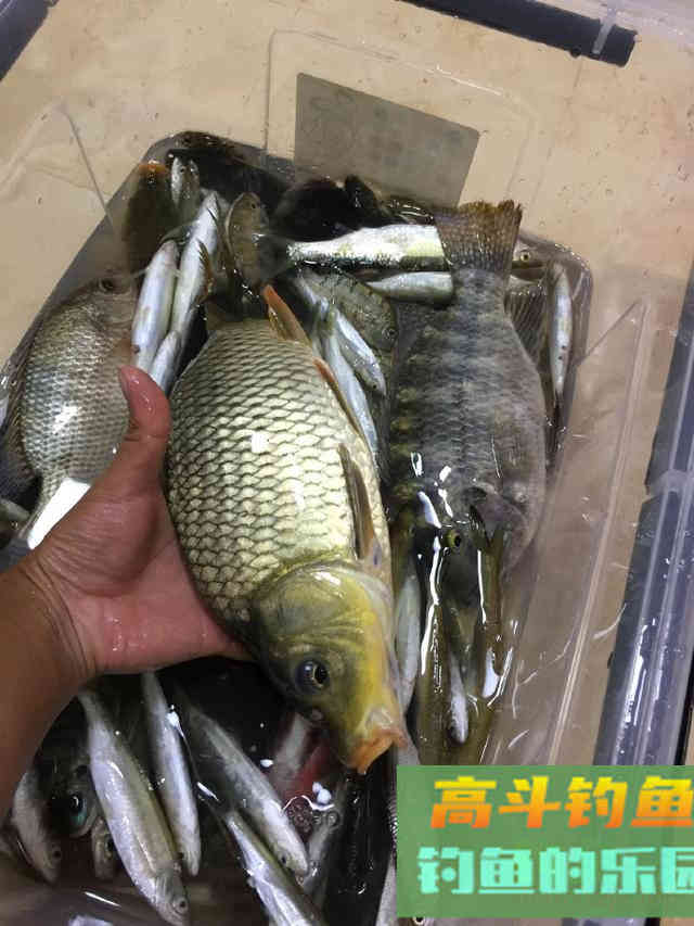 如何钓好过路鱼？可不带窝料，时常有惊喜