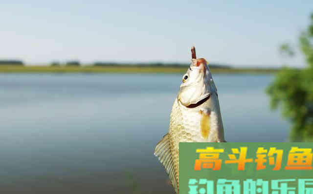 无鱼吃钩咋办？新钓友和老钓友思路相差很大