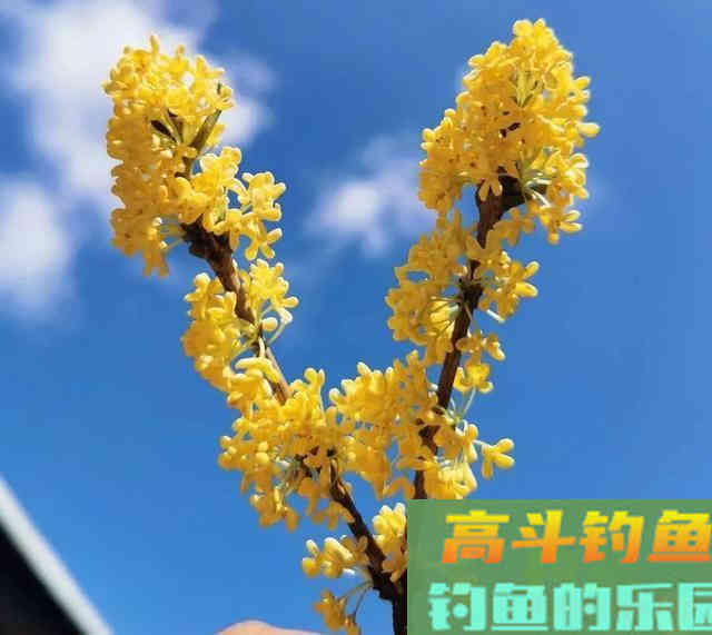 只用2种材料泡制的钓鱼药酒！钓鲫鱼效果显著
