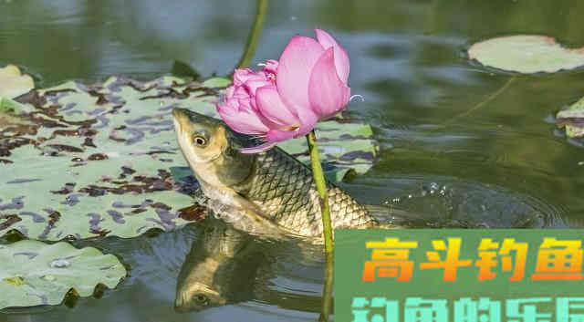 随处可见的天然钓饵被忽视，用好它们何愁草鱼钓不到