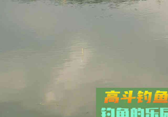轻口鱼难钓？按我的方法做一钓一个准