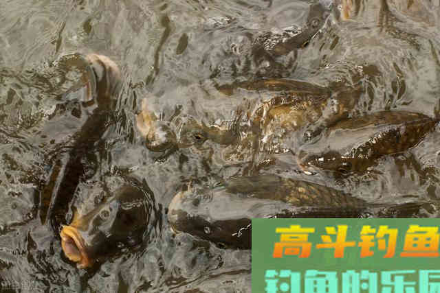 野钓时用“腥”还是“香”？需要根据这些情况定
