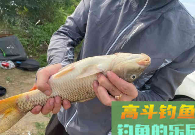 颗粒饵只能用来打窝？这几种用法，钓鱼效果好又省钱