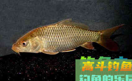 丸九钓鲤鱼饵料配方，针对不同鱼情水情