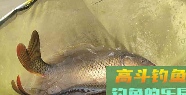 老钓客只用颗粒却多出半数渔获，最后请他抽盒华子