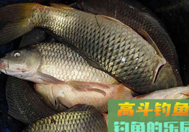 朋友给了一套饵料配方，半天渔获33斤