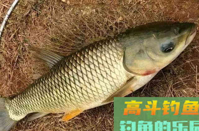 万万别小瞧这草鱼特效饵，刚一试用就接连中鱼