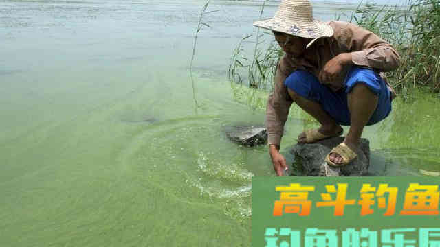 钓鱼不要总想着什么饵料好用，你先明确这一点