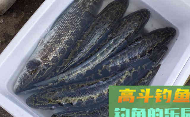 最好不要钓这三种鱼，聪明的钓鱼人都躲着跑