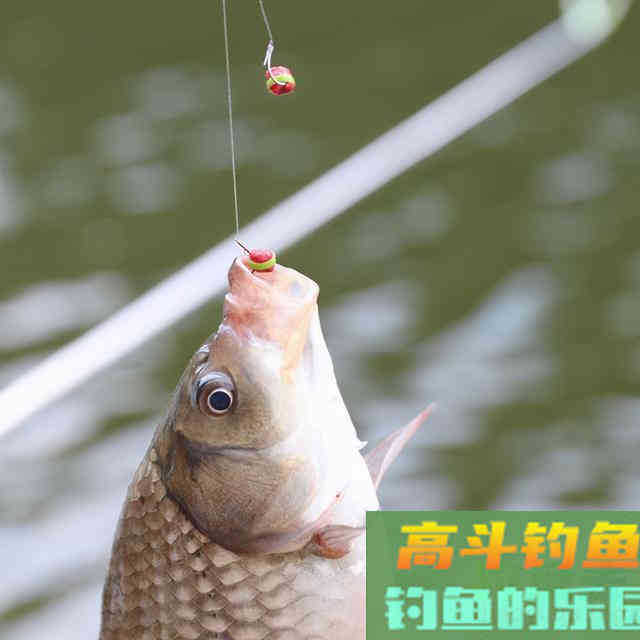 对于几种常见饵料，我是这样开的