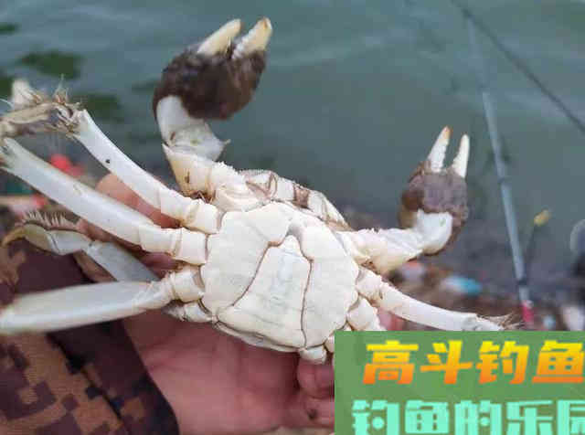 盘点6种重口味饵料，看起来恶心但鱼儿却十分喜爱