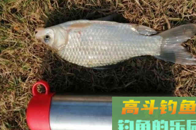 试过才知，这3种开饵水非同一般，连老钓手都拍手叫好