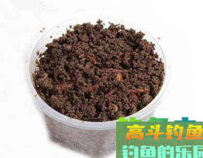 秋季野外钓鲤，钓饵效果最好的，还得是蚯蚓