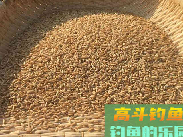 自制钓鱼窝料配方，无偿奉献给大家