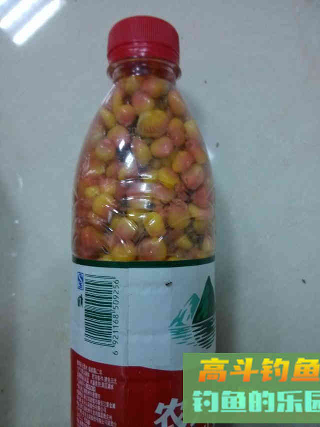 夜钓想要上大鱼，记得把握好这两种窝饵作钓思路