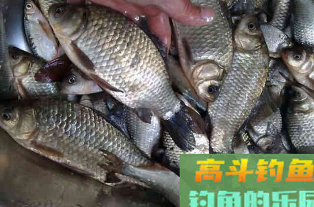 天气再冷，大板鲫也爱吃这饵