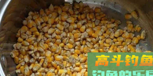 钓大水面，还得是自制的老坛玉米，大鲤大草不停口