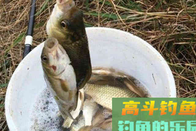 天冷后，诱鱼太慢？二十年老司机倾囊相授