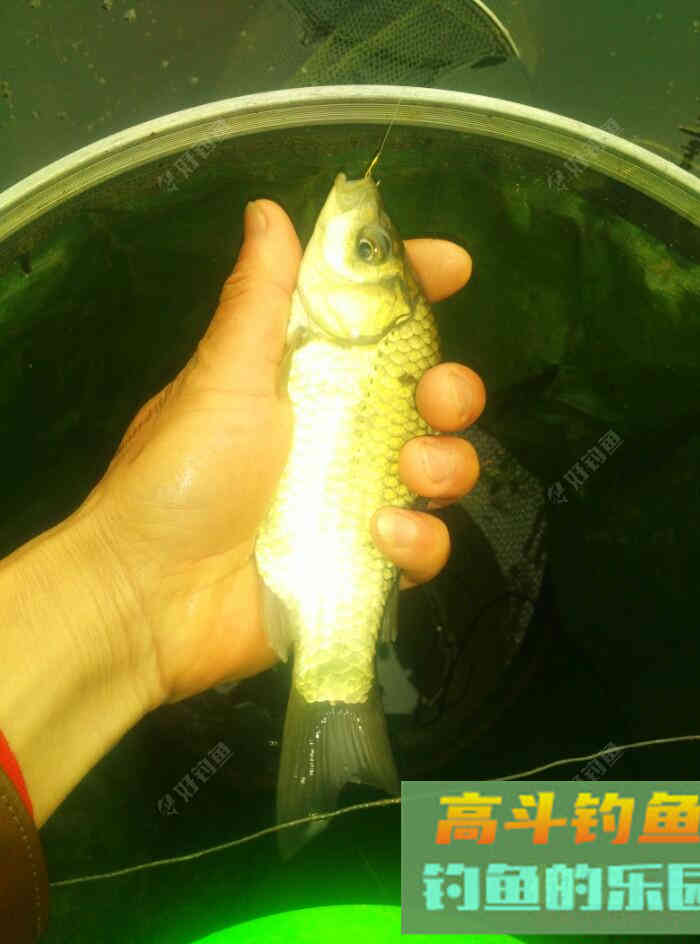 [春季放流]江湖猎人饵料，果然名不虚传