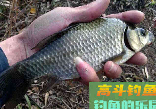 用什么打窝容易上大鲫鱼？我来告诉你