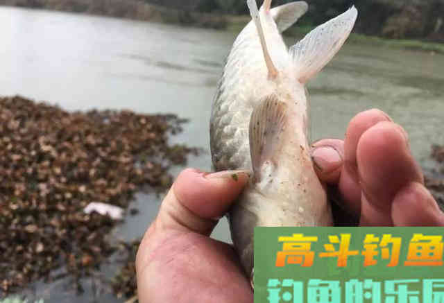 轻口鱼难钓？按我的方法做一钓一个准
