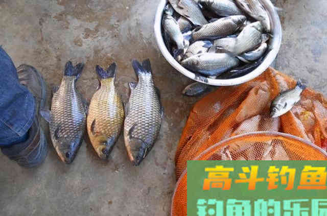 冬钓诱鱼太慢，庆幸老司机有这鲫鱼窝料