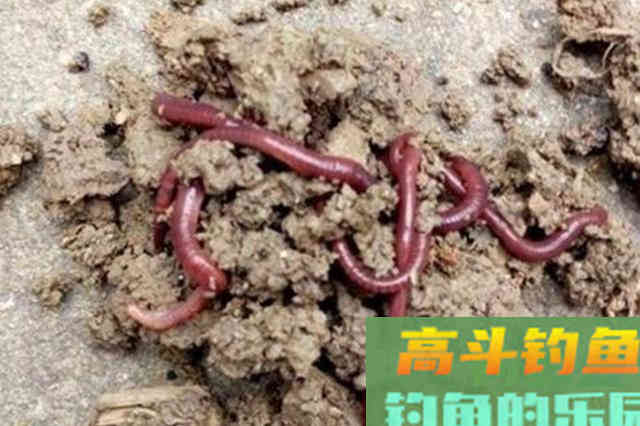 冬钓还不知这套饵料用法，劝你还是封竿吧