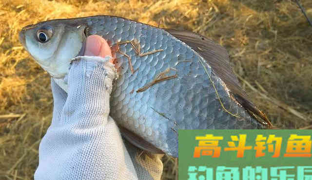 怎么买鱼竿？新手容易犯的两个错误