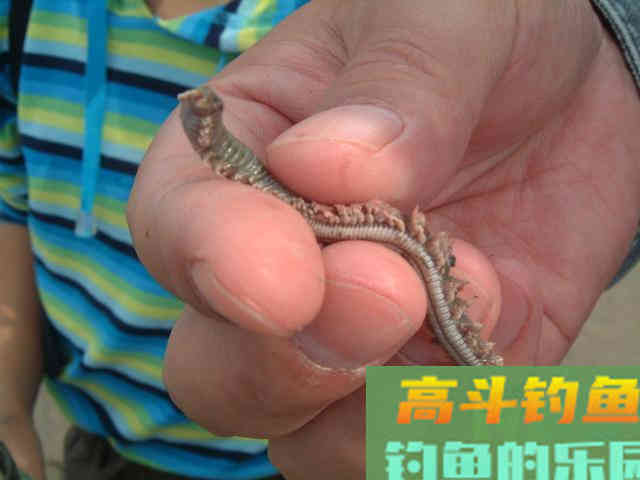 沙蚕这样用，专门钓淡水鱼，连杆爆护一点不难