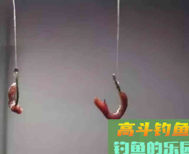 蚯蚓挂法还能影响中鱼率？别不信，蚯蚓挂的好确实中鱼率高