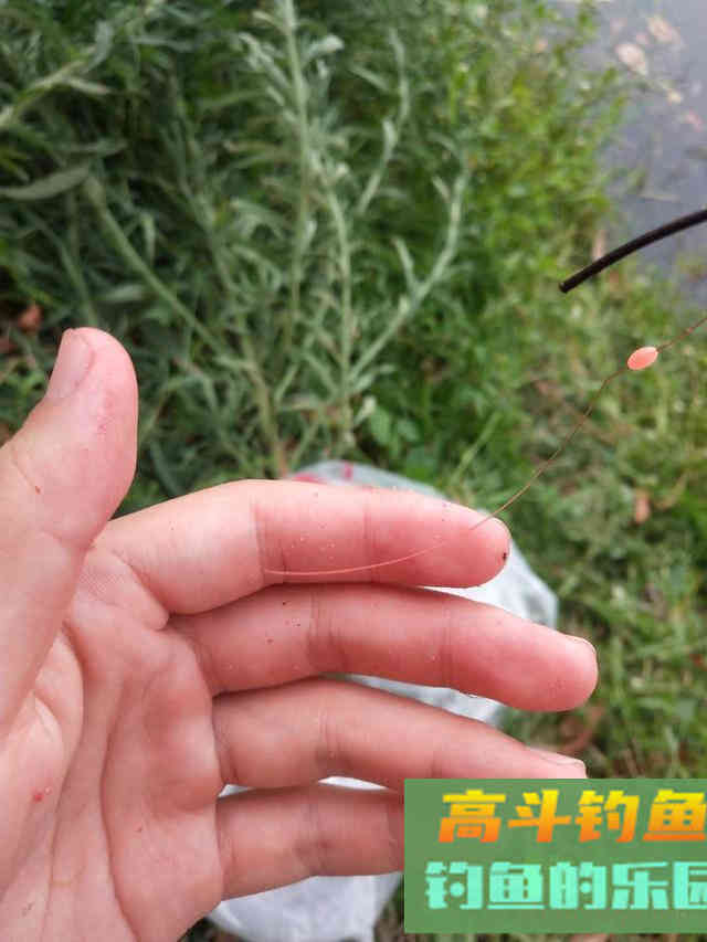 钓鱼界五个未解之谜，钓二十多年鱼都想不通