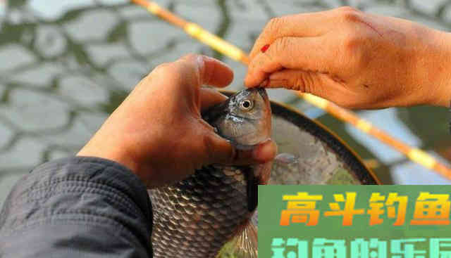 怎么买鱼竿？新手容易犯的两个错误