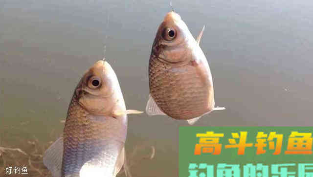 老鬼鱼饵在湖库钓鲫鱼的配方