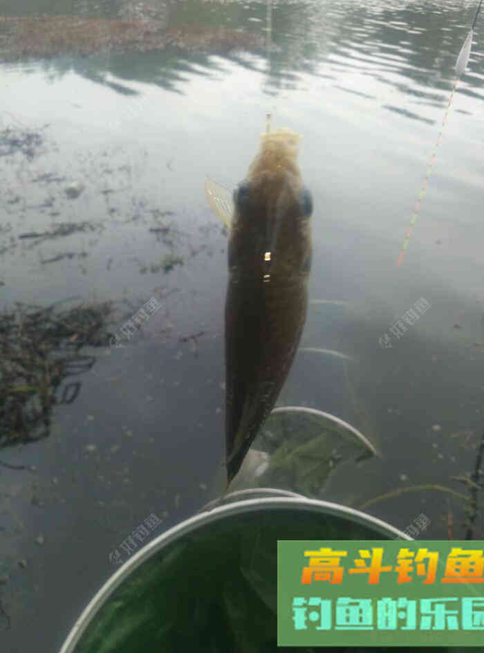 [春季放流]江湖猎人饵料，果然名不虚传