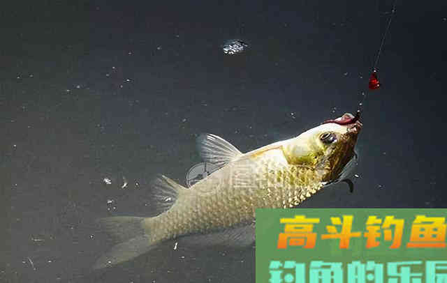 垂钓轻口鱼，掌握导致诱因，应对起来才容易