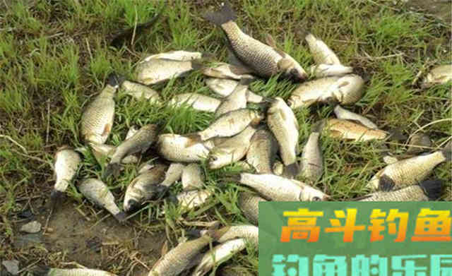 仲秋时节，自制几款酒米，做好迎接大鲫鱼的准备