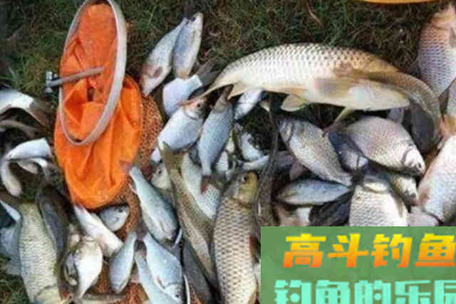 守钓半天，浮漂还是纹丝不动，谁料我用了这狠招