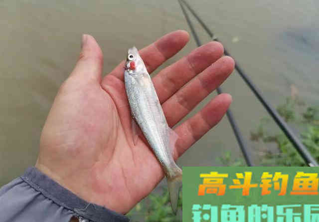 跟着大师学钓鱼，越学越钓不到鱼？我来告诉你几个真相