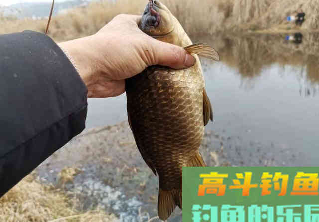 钓两条就停口？浅水钓鱼最怕炸窝，预防比解决更重要