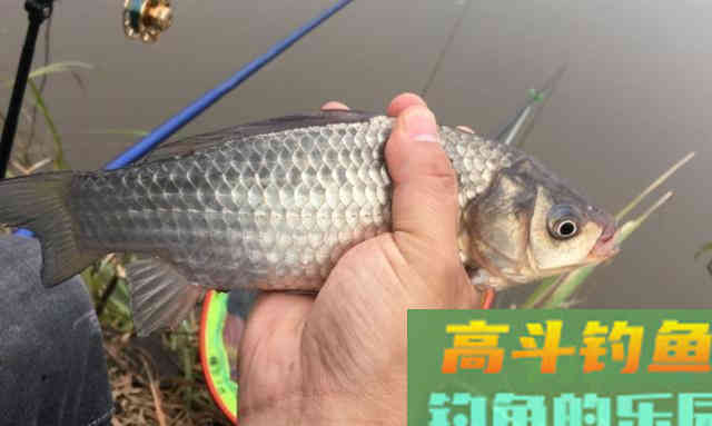 有鱼没口怎么办？别着急，找准原因才能解决问题