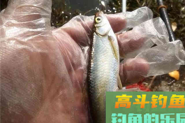 水里暗藏了这3种尿性饵，省钱又实用