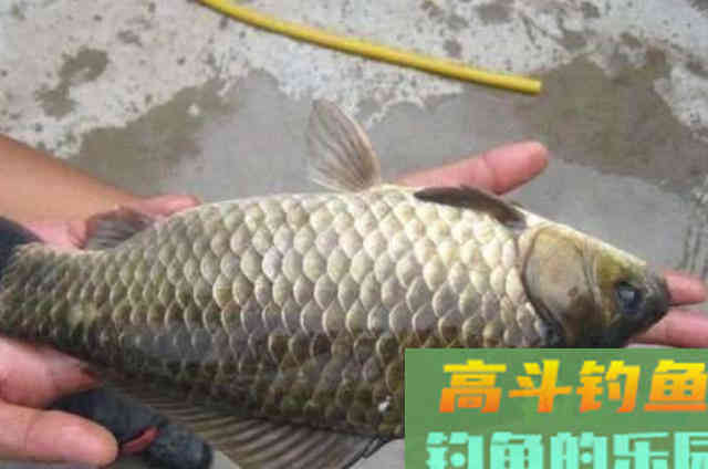 诱钓大板鲫能有这2种饵，接连中鱼一点也不必担心