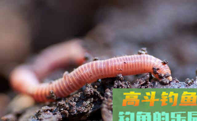 得知多种蚯蚓的使用方法后！渔具店的蚯蚓卖疯了