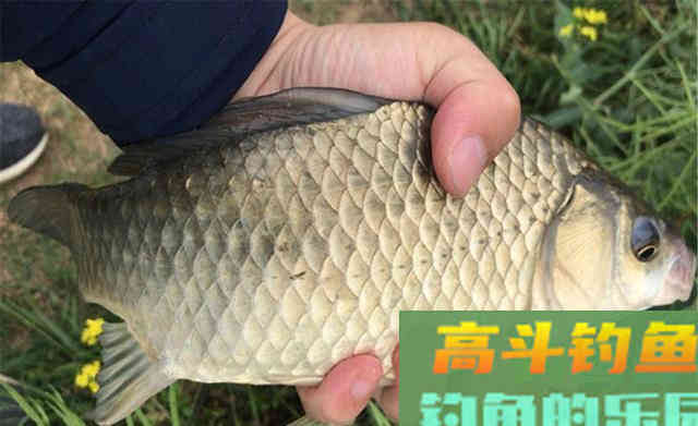 入冬之前野钓大鲫鱼，我从来不用蚯蚓和红虫