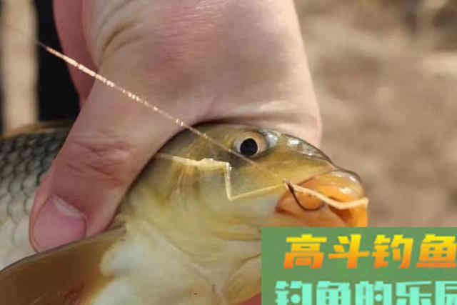 头一次用这鲤鱼饵就过了瘾，据说高手们都偷偷尝试