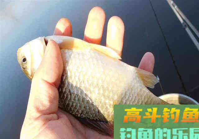 钓不到鱼，除了自然因素外，主要原因还是钓友